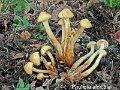 Flammula alnicola-amf806